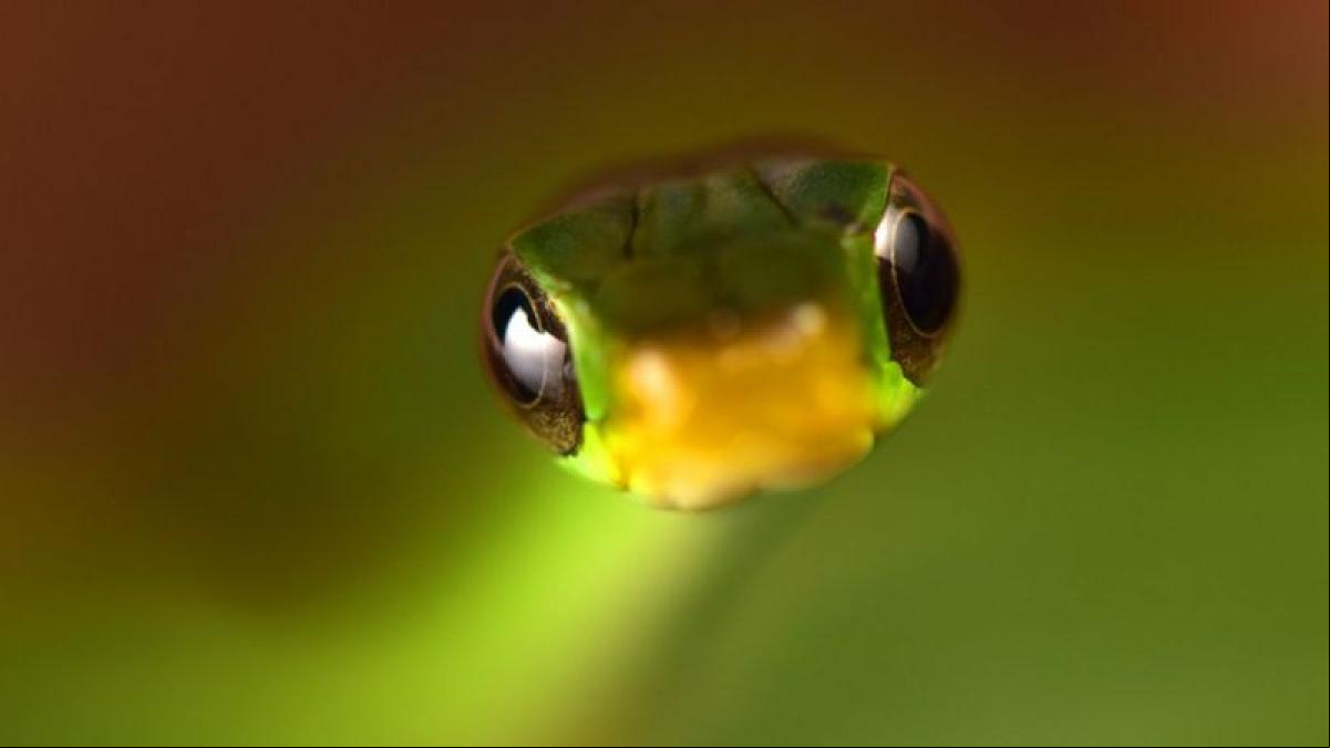 Desde una rana diminuta a una nueva víbora, estas son algunas de las increíbles especies descubiertas en Bolivia