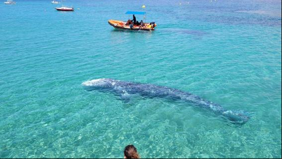 Salvad a Wally, operación de estado en Mallorca para evitar la muerte de la ballena gris