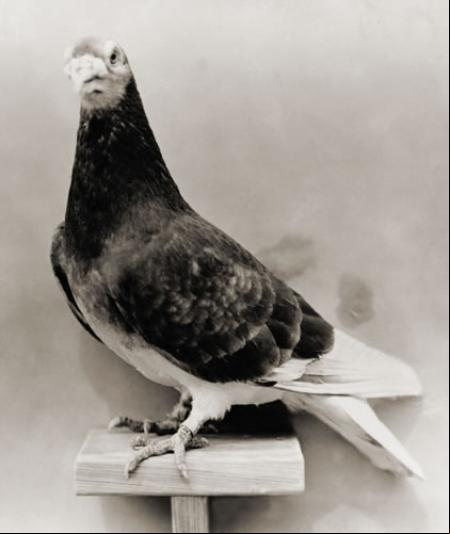 Kaiser