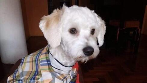 La justicia investigará el caso del perro Luno, que sigue retenido por no llevar micrchip