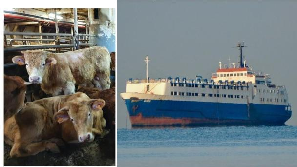 Espera agónica en alta mar para otras 1.700 vacas sospechosas de lengua azul