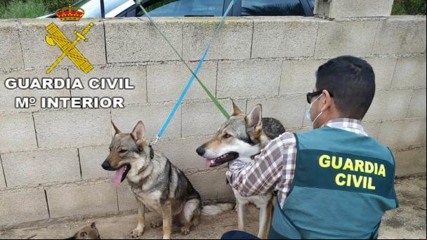 La Guardia Civil investiga a dos personas por robar 6 perros lobo checoslovacos en Barx
