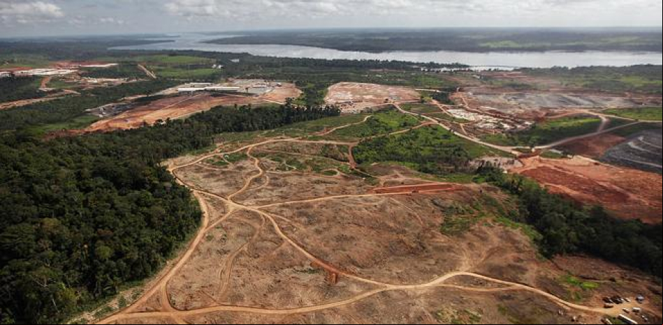 La deforestación y las plantaciones de palma aumentan los brotes de enfermedades infecciosas