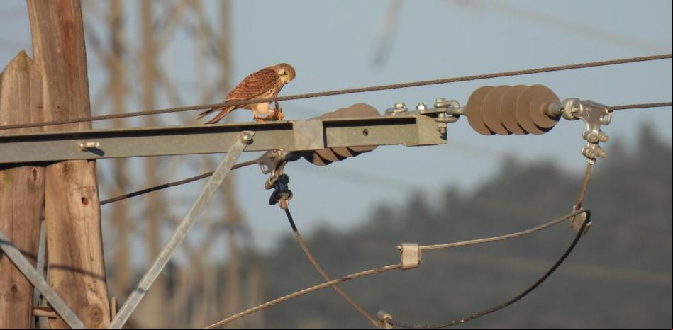 ¿Qué ha capturado el aguilucho de Tordera?