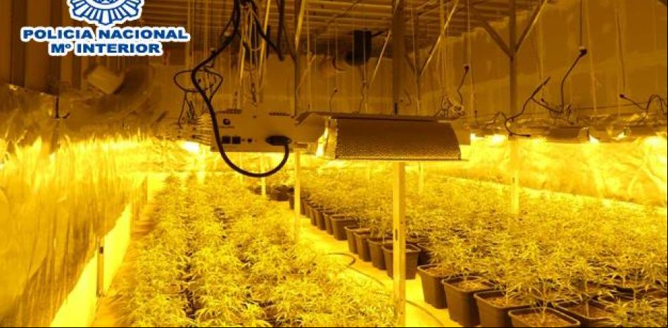Desmantelado un cultivo de marihuana con más de 1.500 plantas en Olesa