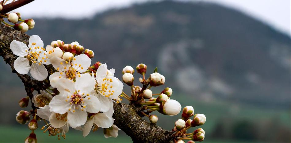 Los almendros en flor de Malla