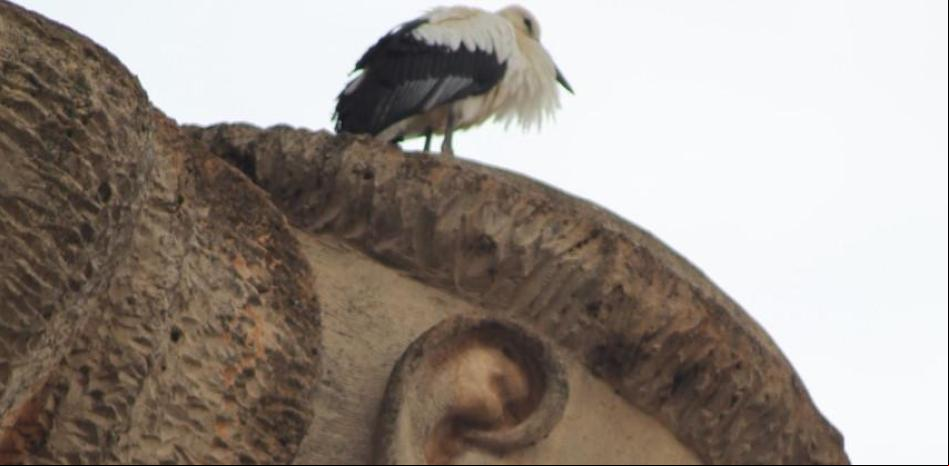 La cigüeña de la cabeza de Sant Pere Màrtir