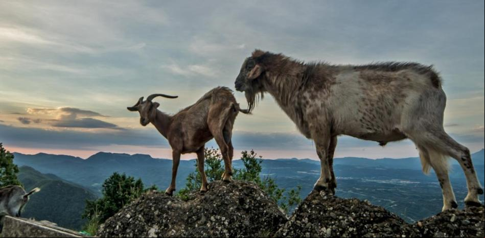 El amanecer de las cabras en Bellmunt
