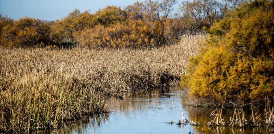 Comienza el macrojuicio por el robo de agua en el entorno de Doñana