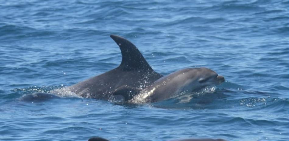 Objetivo: salvar a los delfines heridos en Algeciras