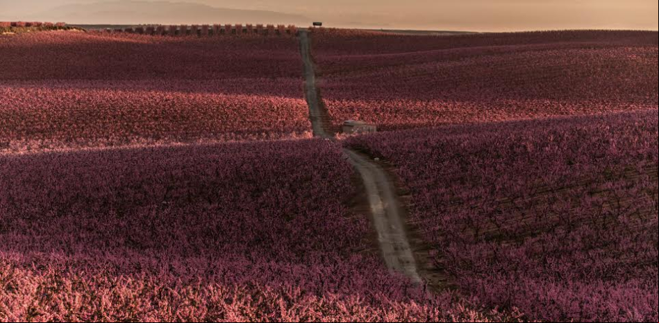 El espectáculo de la floración se adapta a la covid