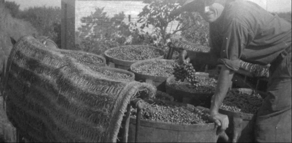 Un estudio hace aflorar 16 antiguas bodegas de casas particulares del Empordà