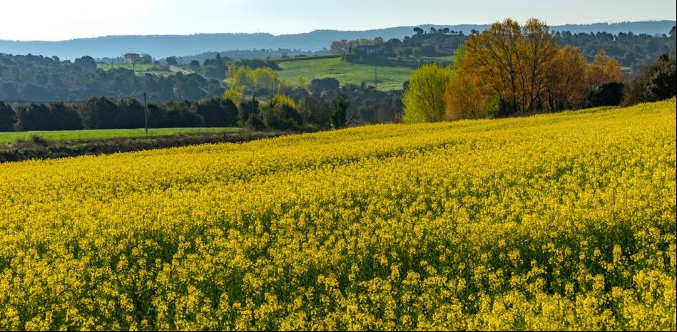 La belleza de los campos de Sagàs