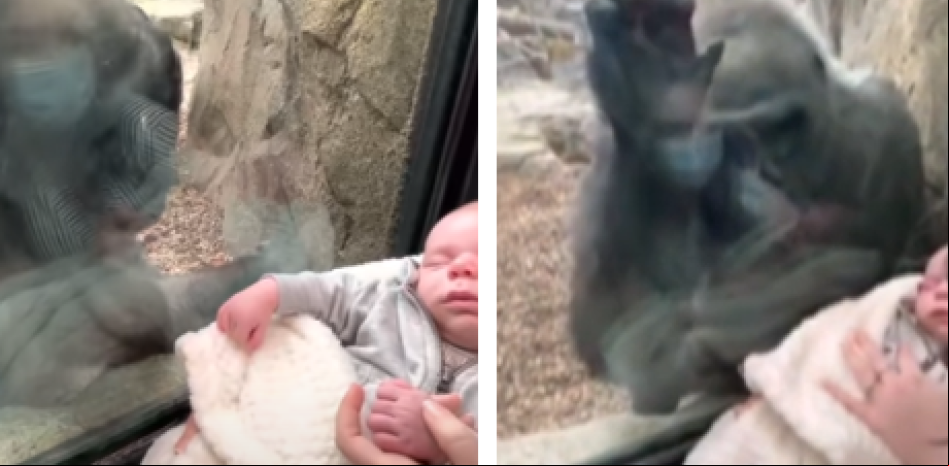 La tierna conexión entre una mamá gorila y un bebé humano a través de un cristal enamora a las redes
