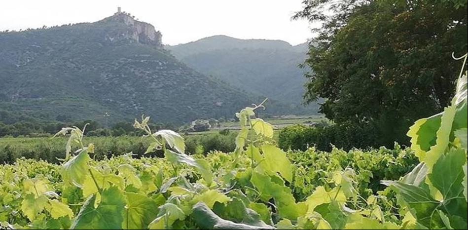 Paseo por los viñedos de Castellví de la Marca