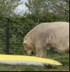 Unos kayaks olvidados se convierten en la nueva obsesión de dos osos polares que derrochan toneladas de ternura: “La técnica de R es perfecta”