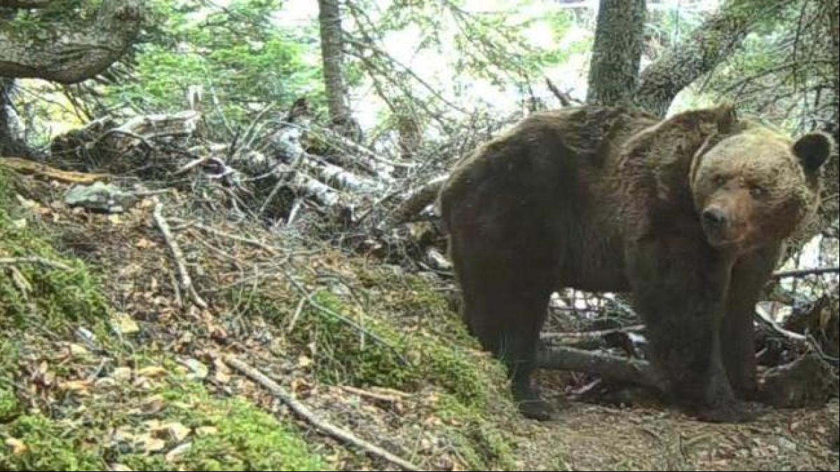 Casi el 90% de los osos que habitan actualmente el Pirineo son descendientes del macho Pyros