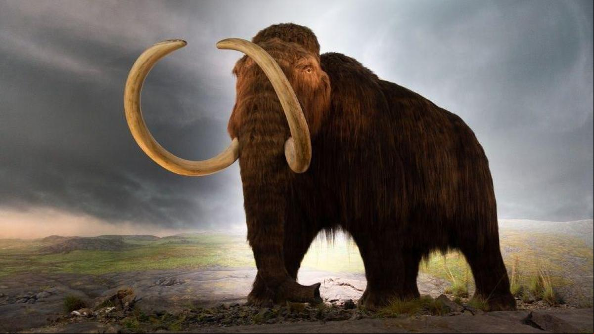 El misterio de la extinción de los últimos mamuts