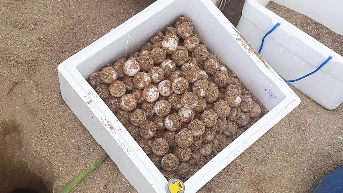 Una tortuga marina pone 142 huevos en la playa de Arenys de Mar