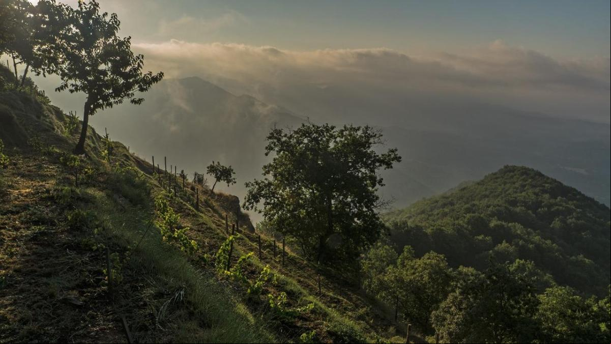 El experimento de los viñedos de Bellmunt