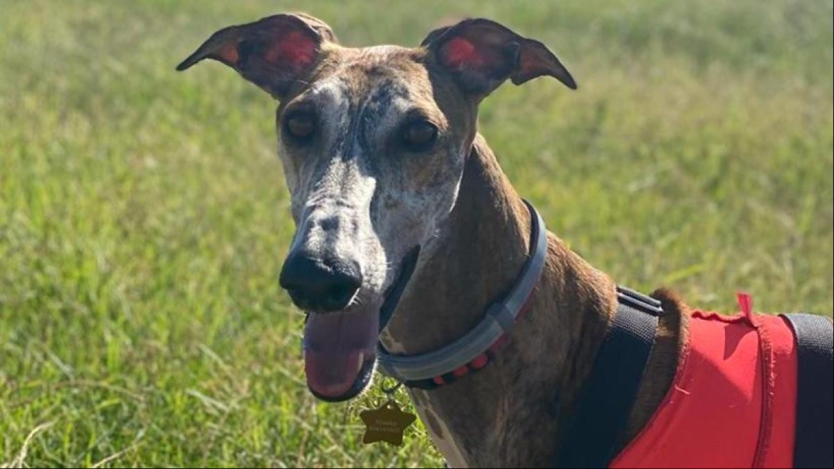 Cómo salvar la vida a un galgo en España: “el daño más profundo suele ser emocional”