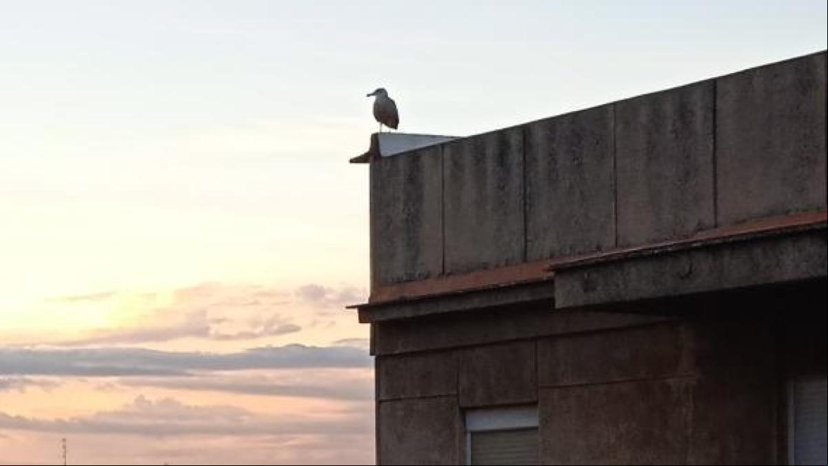 Las gaviotas van a Tarragona para quedarse