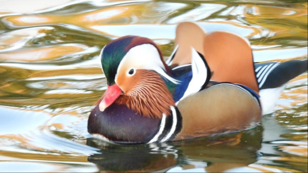 El patito más bello del lago de Banyoles