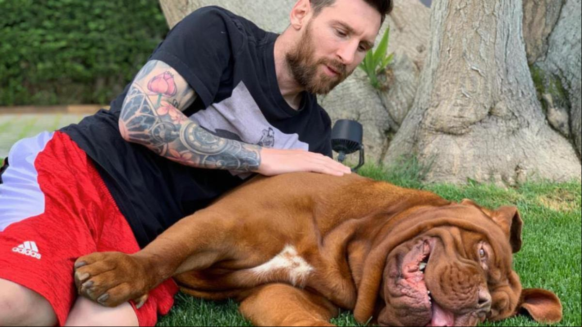 De Hulk a Pistacho: los sorprendentes nombres de las mascotas de Messi, Blanca Suárez y otros famosos