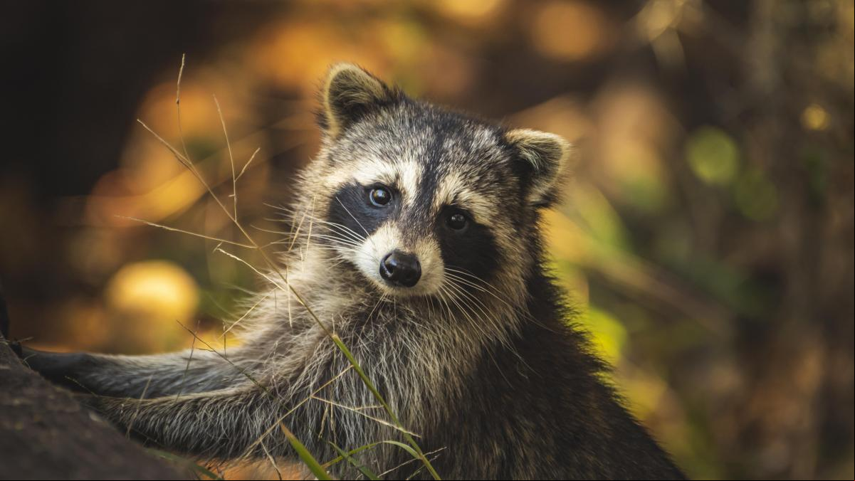 ¿Quién provocó un gran apagón en Toronto? La culpa es de un mapache