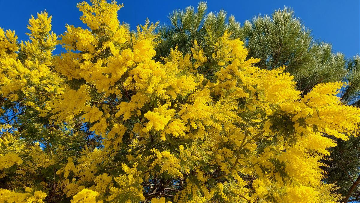 ¿Es la mimosa el árbol más vistoso del invierno?