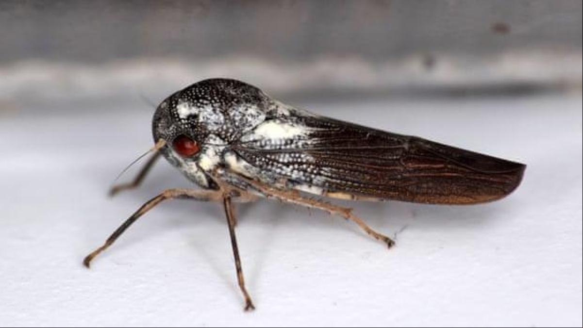 Un científico británico descubre en Uganda un insecto muy extraño