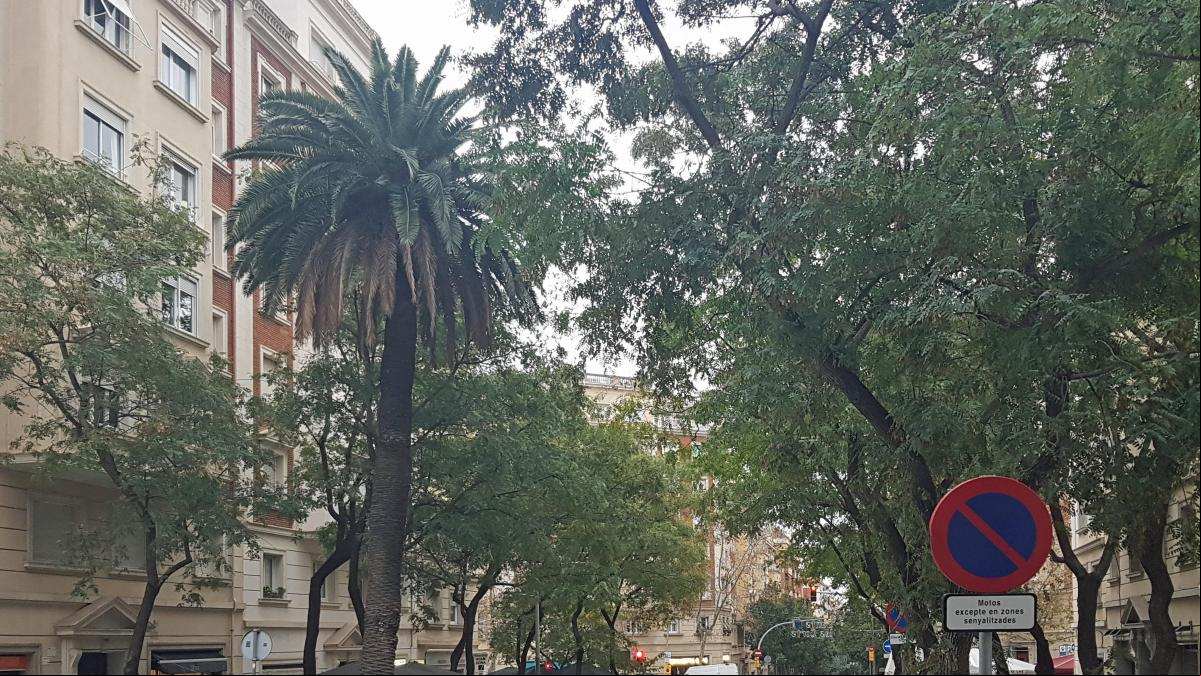 Les Corts conserva una palmera de su pasado campesino