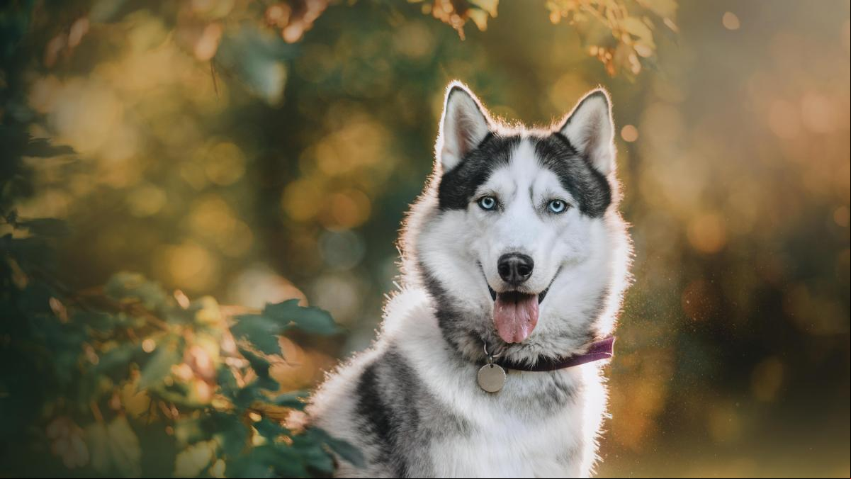 Una mujer pierde a su husky siberiano y la intentan estafar al ver que hay recompensa: “Te llevo el perro, hazme bizum”