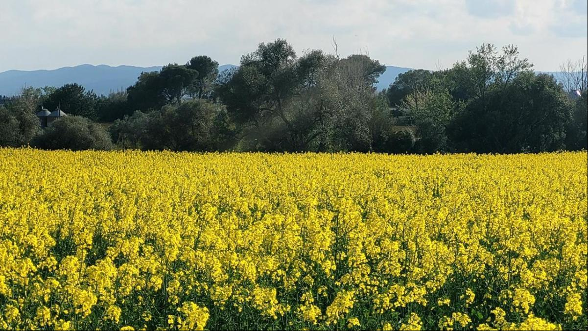 El paisaje amarillo de Pals