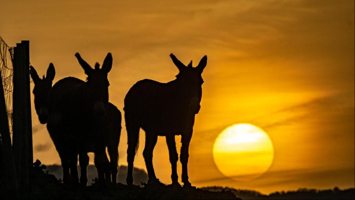 El saludo al sol de los burros