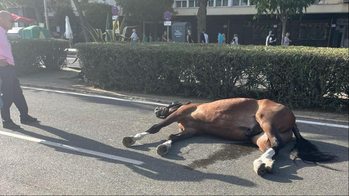 El Pacma alerta de la muerte de un caballo en la Feria de Sevilla por calor y sobreesfuerzo
