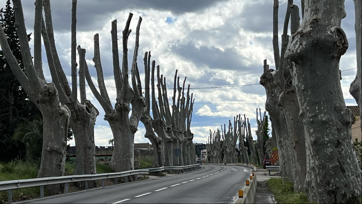 Los fantasmales plataneros centenarios