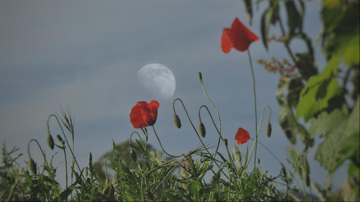 La primavera de la luna creciente