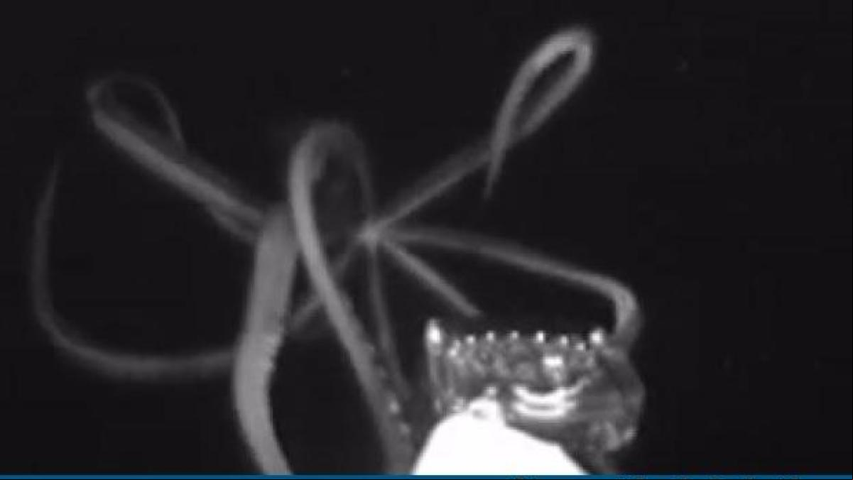 Video del calamar gigante en acción: no es el kraken de la ciencia ficción pero se le parece