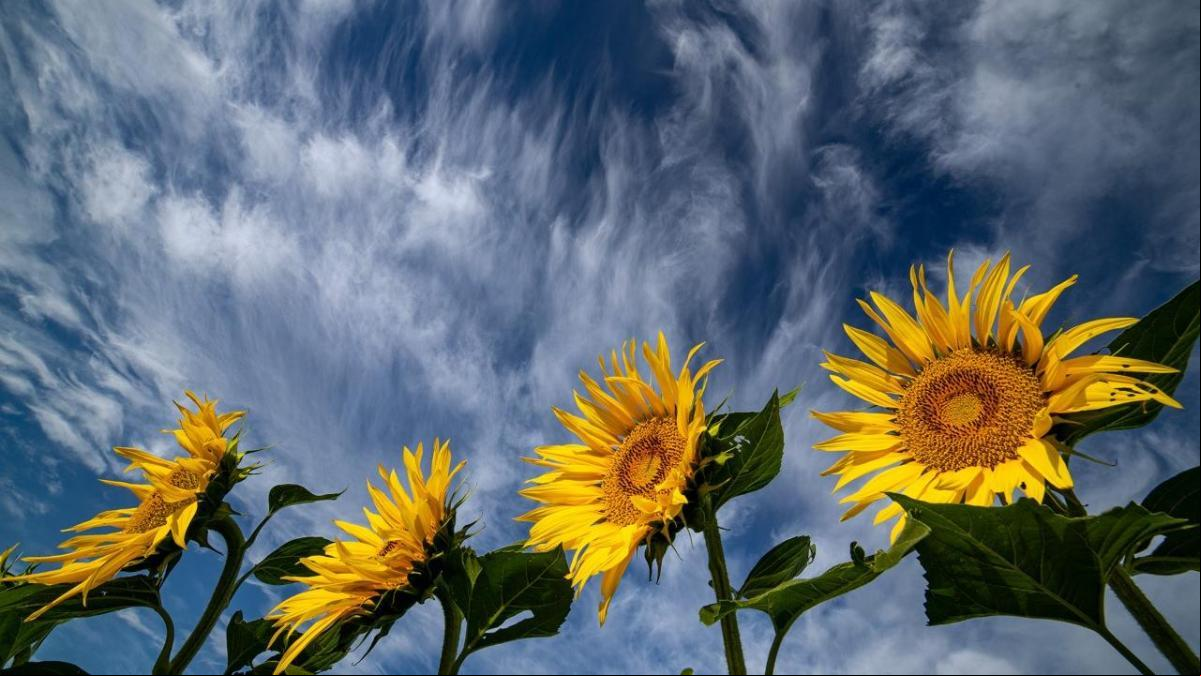 Los cirrus de los girasoles