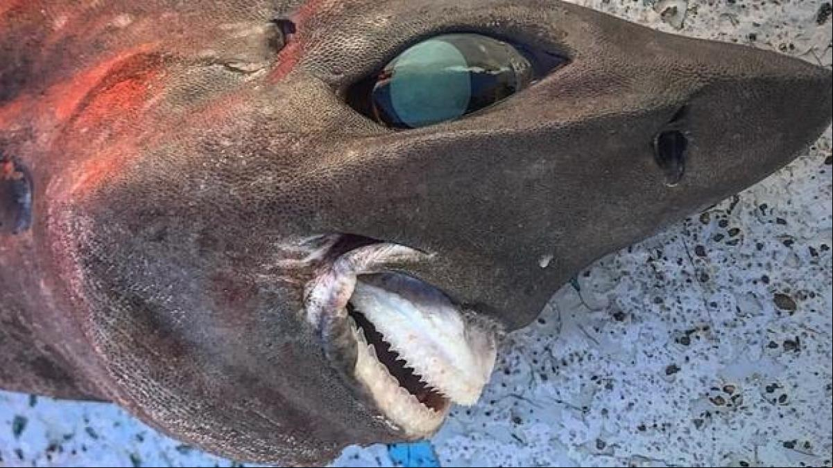 Un pescador encuentra un tiburón con un rostro muy peculiar y su imagen se hace viral