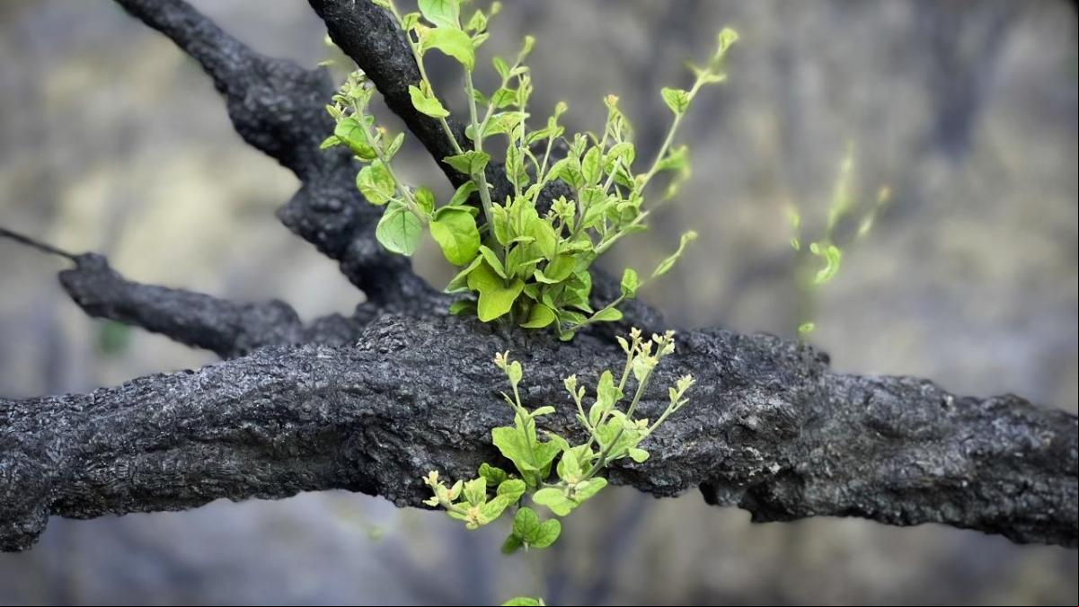 Milagro de la naturaleza en la sierra malagueña