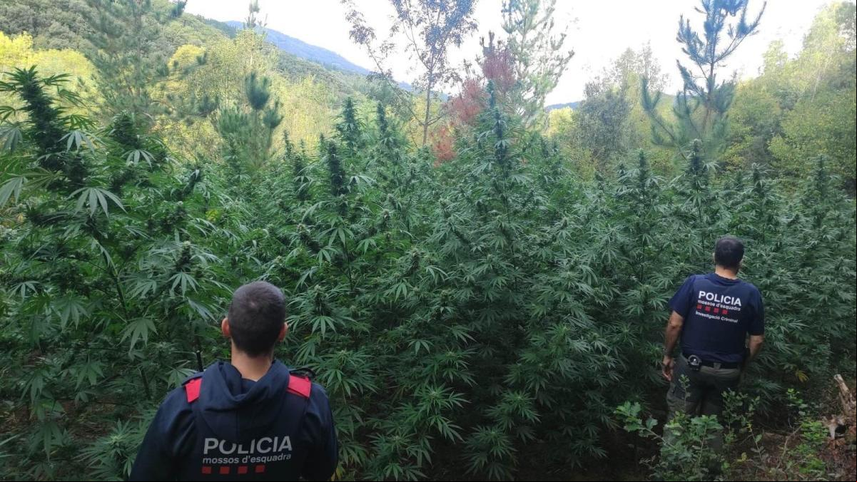 Desmantelado un cultivo de marihuana con más de 3.000 plantas en un bosque de Osor