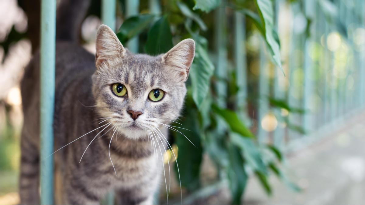 La OMS advierte del mayor brote de gripe aviar en gatos registrado en el mundo