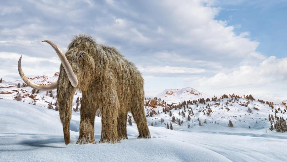 Así avanza el proyecto de desextinción del mamut