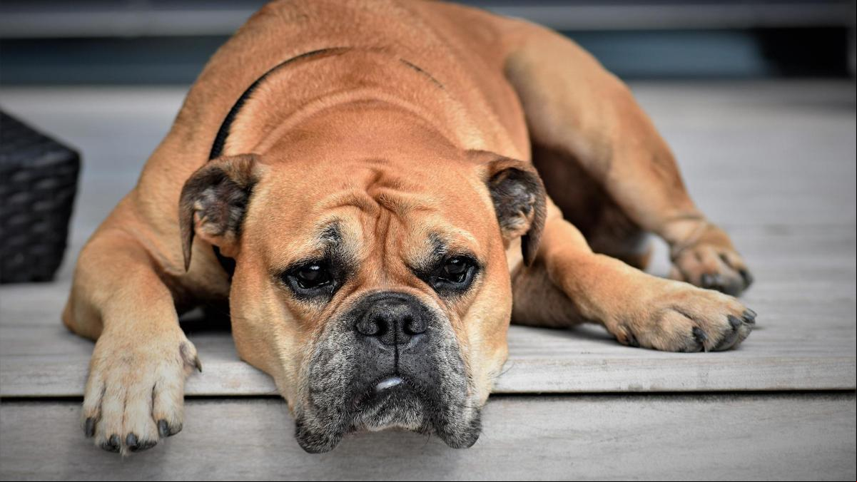 Signos para reconocer la diabetes en tu mascota Signos para reconocer la diabetes en tu mascota