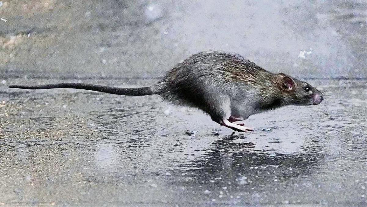 Oferta laboral: matar ratas en Nueva York