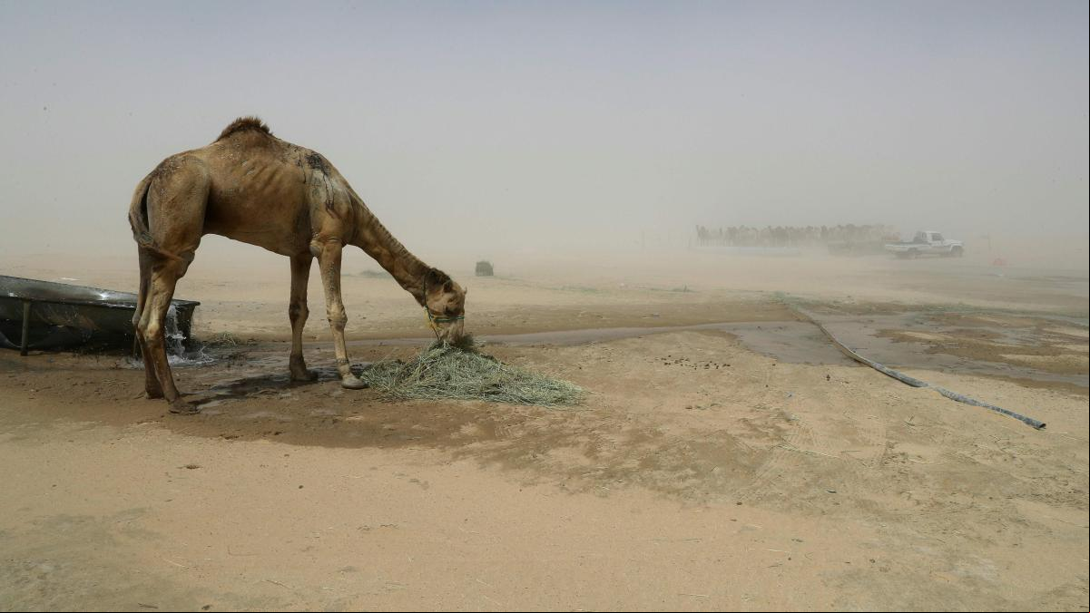 Qatar, año 1981