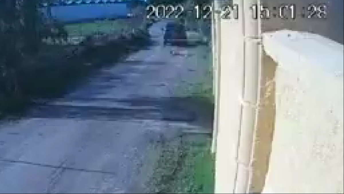 Denuncian el atropello intencionado de un perro por parte de una patrulla de la Policía de Chipiona
