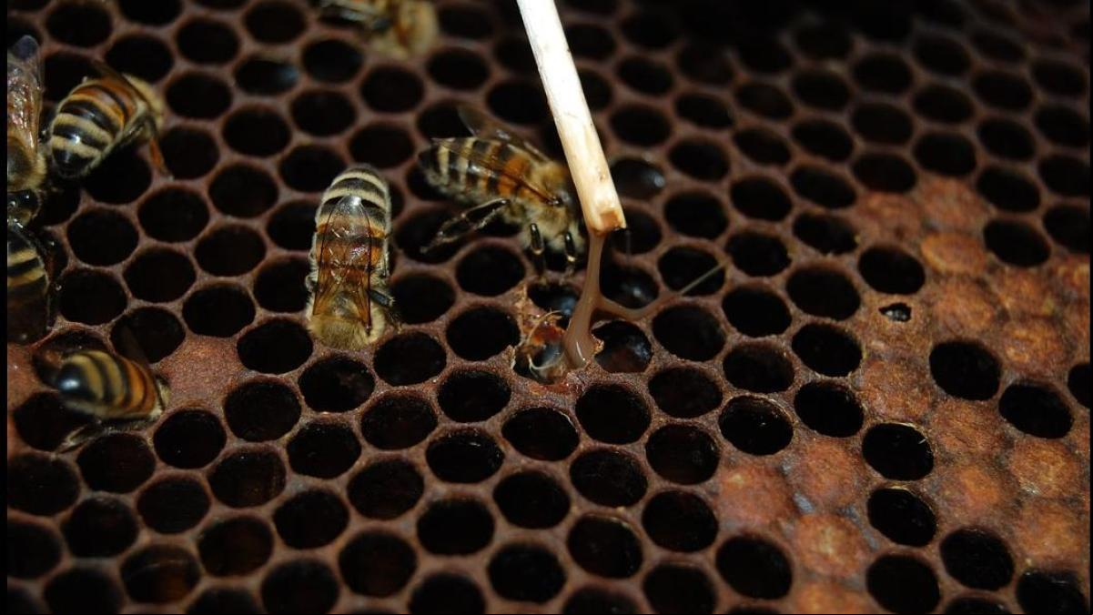 La primera vacuna del mundo destinada a una enfermedad de las abejas, autorizada en EE.UU. La primera vacuna del mundo destinada a una enfermedad de las abejas, autorizada en EE.UU.